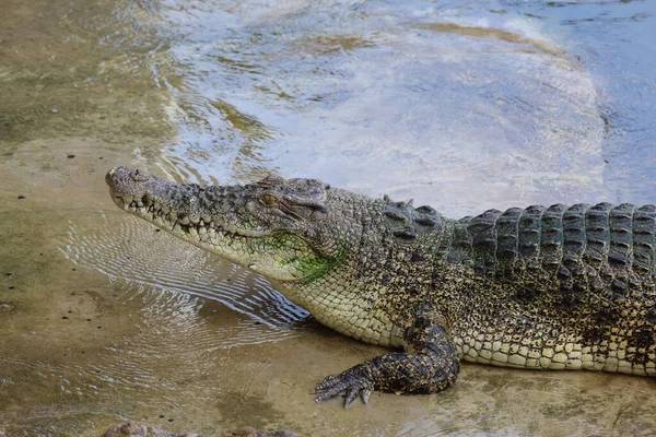 Krokodyl Solny Jest Blisko Rzeki — Zdjęcie stockowe