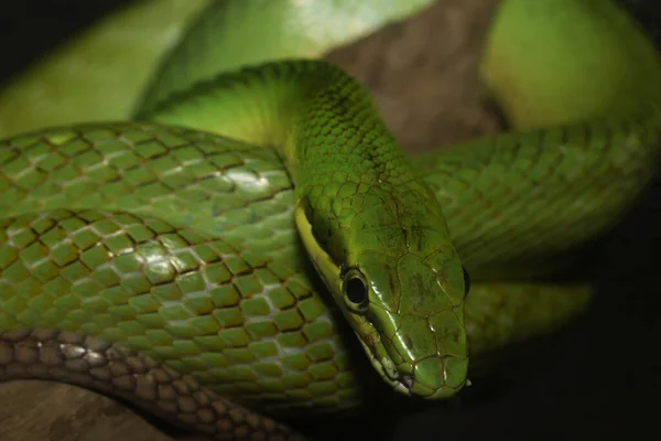 Close Green Snake Tree Thailand — Stock Photo, Image