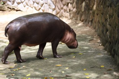 Dwarf hippopotamus in the garden 