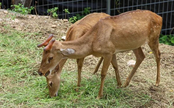 Female Deer Garden Thailand —  Fotos de Stock