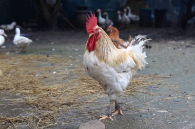 Beyaz Betong Chickken yağmurlu bir günden sonra Asya 'daki çiftlik bahçesinde kalacak.