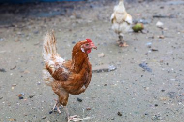 Rhode Island kızıl tavuğu Asya çiftlik bahçesinde kalıp dinleniyor.