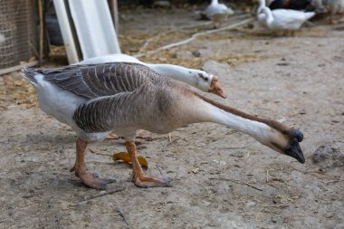 Beyaz kaz yazın bahçede duruyor. 
