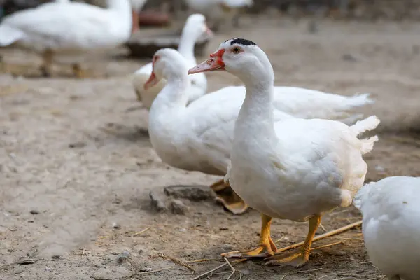 Group White Duck Farm Thailand — Stock Photo, Image