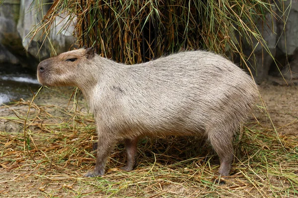 Capybara Giant Rat Cute Animal Garden — Fotografia de Stock
