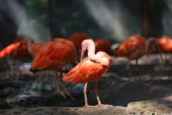 Kızıl Aynalı Kuşun Etrafını Sarın — Stok fotoğraf