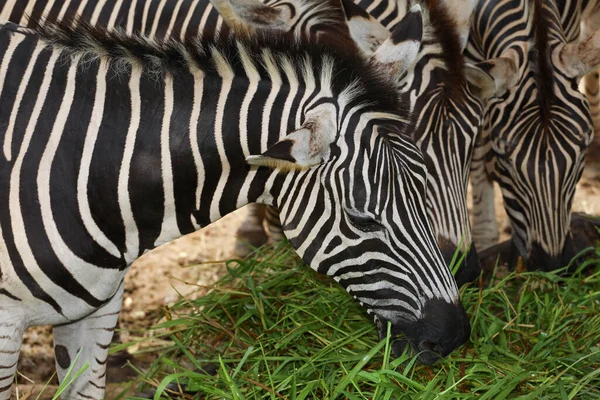 Die Familie Burchell Zebra Frisst Bauernhof — Stockfoto