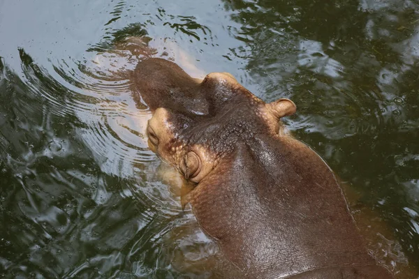 Gran Hipopótamo Está Flotando Río — Foto de Stock