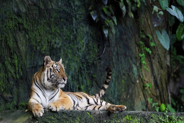 Close Indochinese Tiger Beautiful Animal Dangerous Forest — Stock Photo, Image