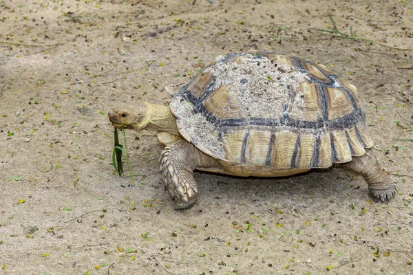 Sulcata Sköldpadda Trädgården Thailand — Stockfoto