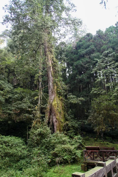 Παλιό Μεγάλο Δέντρο Στην Περιοχή Του Εθνικού Πάρκου Alishan Στην — Φωτογραφία Αρχείου