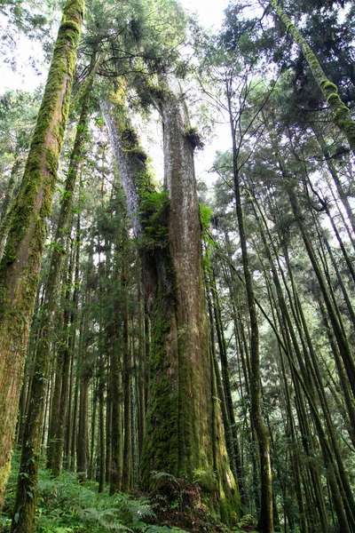 Старое Большое Дерево Районе Национального Парка Алишан Тайване — стоковое фото