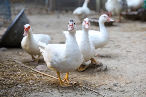 Group White Duck Farm Thailand — Stock Photo, Image