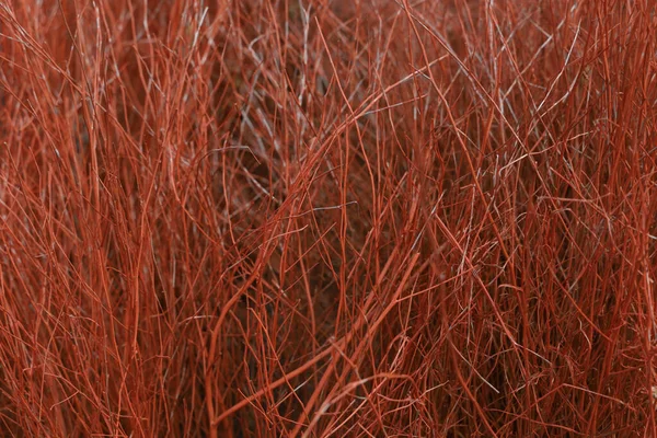Ξύλο Stick Dry Είναι Πορτοκαλί Χρώμα Για Φόντο — Φωτογραφία Αρχείου