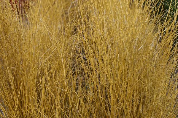 Suché Dřevo Tyčinka Barva Žlutá Pro Pozadí — Stock fotografie
