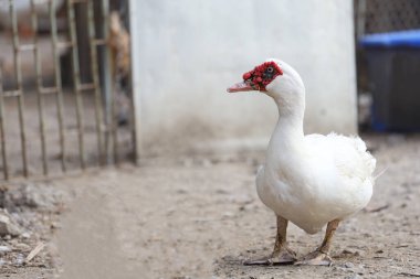 Tayland 'daki beyaz ördek