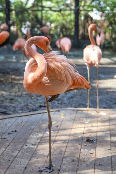 Flamingo Mooi Schattig Tuin — Stockfoto