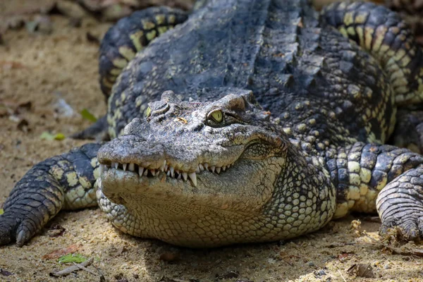 泰国人的大鳄鱼在花园里休息 — 图库照片