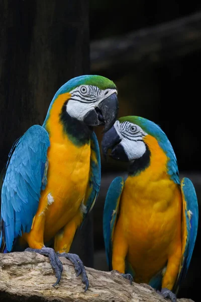 Feche Cabeça Pássaro Papagaio Arara Azul Amarelo Jardim — Fotografia de Stock