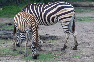 Aile Burchell Zebra 'sı ulusal parkta duruyor.