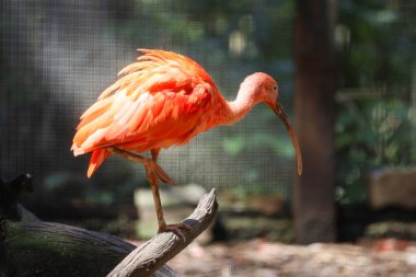 Kızıl aynalı kuşun etrafını sarın.