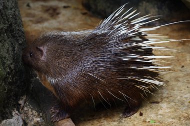 Malaya kirpi hayvanını kapatın. 