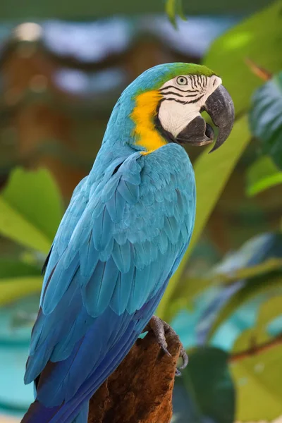 Закройте Голову Голубой Желтый Попугай Попугай Саду — стоковое фото