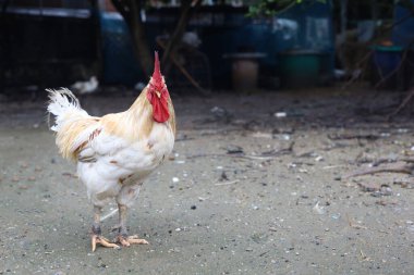 Beyaz Betong Chickken yağmurlu bir günden sonra Asya 'daki çiftlik bahçesinde kalacak.