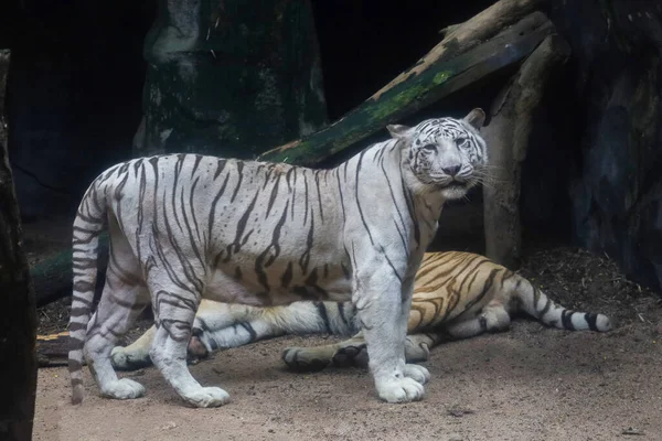 Stock image Close up white tiger is rest 