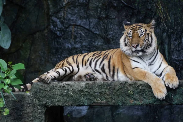 가까이 호랑이는 아름다운 동물이며 위험하다 — 스톡 사진