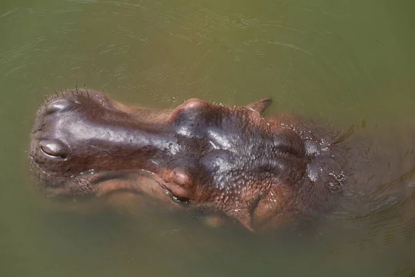 Fechar Cabeça Hipopótamo Rio — Fotografia de Stock