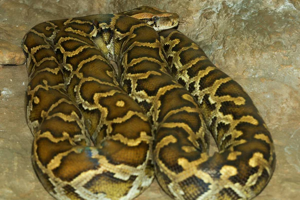 Fechar Cabeça Boa Constritor Cobra — Fotografia de Stock