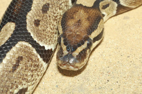 Fechar Cabeça Boa Constritor Cobra — Fotografia de Stock