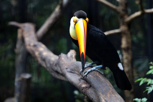 The toco toucan bird on the wood tree in forest