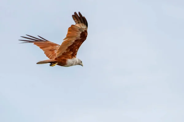 Red Eagle Vliegen Lucht Natuur Thailand — Stockfoto