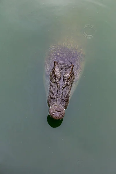 Nehirde Bir Timsah Kafası Var — Stok fotoğraf