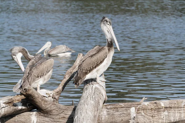 Der Große Pelikan Ruht Der Nähe Des Flusses — Stockfoto