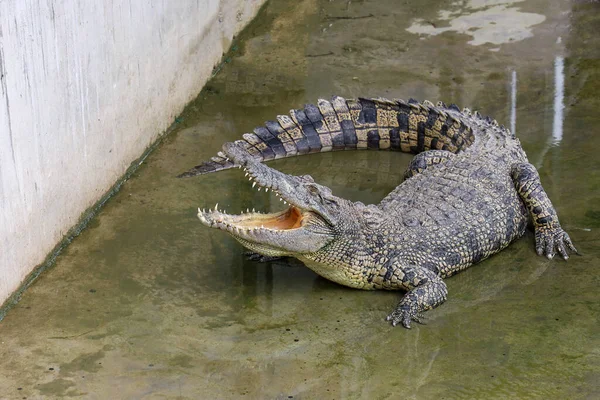 Close Crocodilo Ação Mostrar Cabeça Jardim Fotografia De Stock