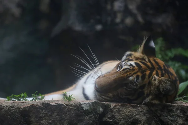 Close Indochinese Tiger Beautiful Animal Dangerous — Stok fotoğraf