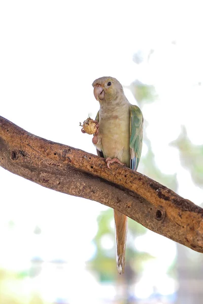Fechar Pássaro Papagaio Amarelo Está Comendo Foo — Fotografia de Stock