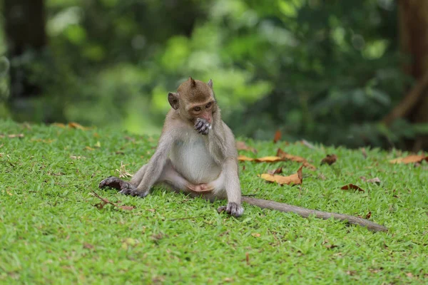 Baby Monkey Sitdown Grass Garden Front Forest — Stockfoto