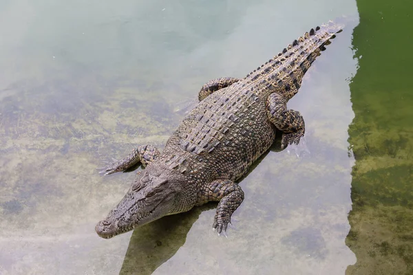 Närbild Huvud Krokodil Showhead Floden — Stockfoto
