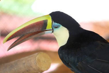 Tahtadaki Toco Toucan kuşu. 