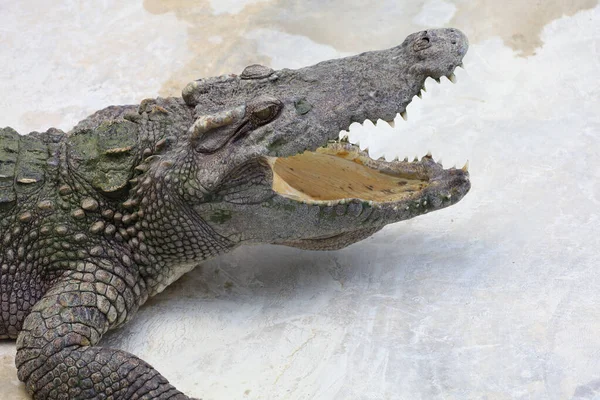 Gros Plan Grosse Tête Crocodile Est Danger Animal Faune — Photo