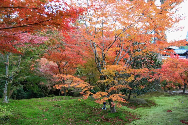 Vue Jardin Automne Japon — Photo