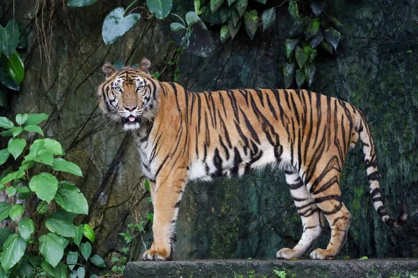 靠近印度支那的老虎是美丽的动物 在森林里很危险 — 图库照片