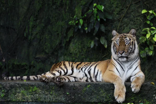 Närbild Indokinesisk Tiger Vackert Djur Och Farligt Skogen — Stockfoto