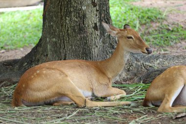 The female deer in garden at thailand