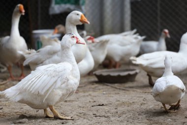 Tayland 'da beyaz ördek grubu