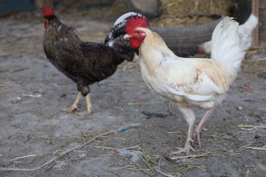 Beyaz Betong Chickken kuru bahçede